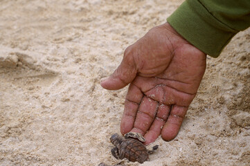 releasing the turtle by hand on the sand