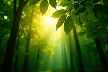 Obraz premium Soft sunlight filtering through the forest canopy, canopy, leaves