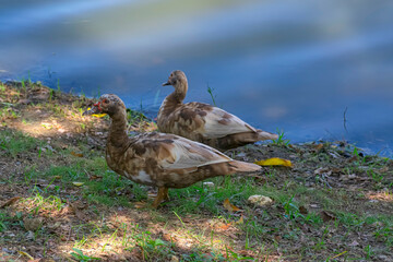 Two beautiful wild ducks accompany each other and walk near a lake.