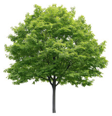 Fototapeta premium PNG Green maple tree isolated illustration silhouette.