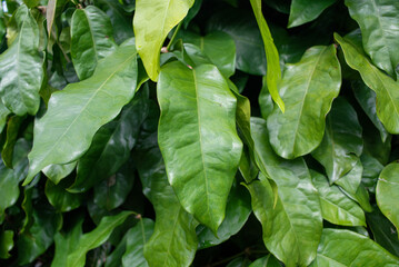 mlinjo leaves are green