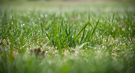 Morning Dew on Fresh Green Grass in a Serene Natural Setting