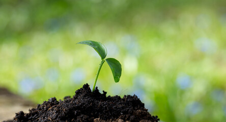 Young Green Seedling Sprouting in Fertile Soil on a Natural Background