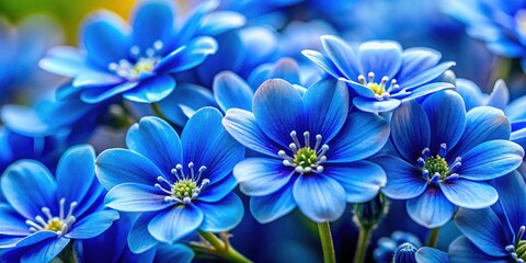 Blue Flowers Isolated Background, Floral Photography,  High-Resolution Images, Stock Photos,  Blue Flower Images, Botanical Photography,  Nature Photography,  Floral Design,  Blue Flower Wallpaper