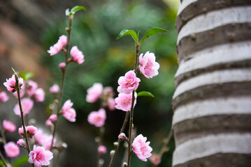 Peach flowers in garden in Bac Giang, Vietnam. Peach flower, the symbol of Vietnamese lunar new year