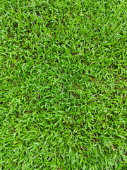 Green grass background in the photo from above.