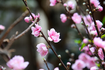Peach flowers in garden in Bac Giang, Vietnam. Peach flower, the symbol of Vietnamese lunar new year