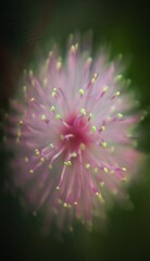 Obraz premium pink flower