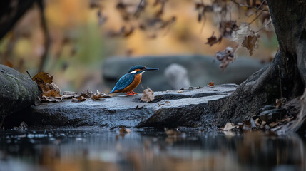 Vibrant Kingfisher Perched on Rock near Autumnal Water