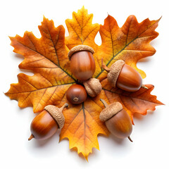 autumn leaves and acorns isolated on white