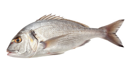 Catching Fresh Snapper Fish, Coastal Waters, Photographic Capture, Underwater Environment, Side View, Culinary Delight