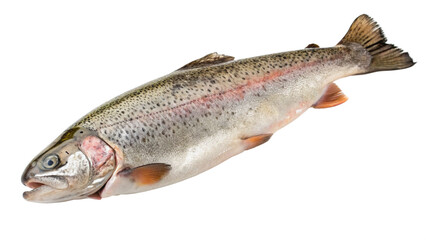 Fototapeta premium Fresh Rainbow Trout: A fresh, whole rainbow trout with vibrant scales and delicate fins, captured in a detailed close-up showcasing its natural beauty and rich flavor.