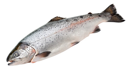 Naklejka premium Fresh Rainbow Trout: A whole, vibrant rainbow trout, glistening with freshness, is presented against a clean background, showcasing its beautiful silver scales and distinctive pink stripe. 