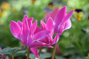 Close-up of pink cyclamen flowers in the garden. The pink cyclamens are in full bloom in natural, soft sunlight with green leaves forming a rich background.