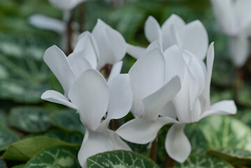 Obraz premium Close-up of white cyclamen flowers in the garden. The pure white cyclamens are in full bloom in natural, soft sunlight with green leaves forming a rich background.