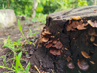 Wood fungus or ear fungus. Polyporus Trametes versicolor (Coriolus versicolor, Polyporus versicolor) beautiful natural mushroom texture. Mushrooms grow on felled trees. Mushrooms on dry wood.