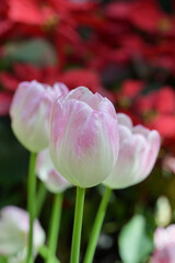 Close-up of pink tulips, showcasing a mix of pink and white petals. The pink tulips bloom in natural, soft sunlight, with green leaves forming a rich background.