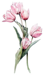 PNG Pink tulips watercolor flowers pink.
