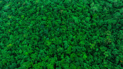 aerial view of dark green forest Abundant natural ecosystems of rainforest. Concept of nature forest preservation and reforestation