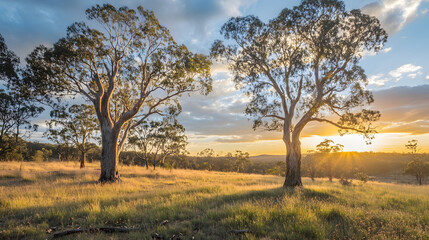 Fototapeta premium Sunset over serene savannah with scattered trees and golden light capturing tranquility and natural beauty : Generative AI