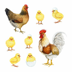 Rooster, hen and small chicks watercolor illustration set. Hand drawn domestic birds on white background painted collection. Chicken family with fowl and hen countryside village birds