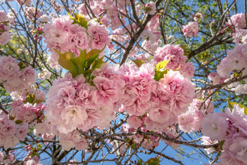 福禄寿、フクロクジュ