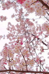 Stunning sakura cherry blossom photos capturing Japan's breathtaking spring landscapes, vibrant flowers, and iconic scenery.