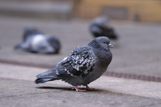 Pidgeon