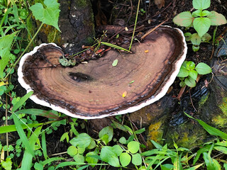 Mushrooms on dry wood, Shaped like half a plate. Wood fungus or ear fungus. Polyporus Trametes...