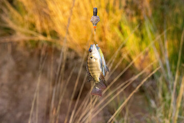 Fish,No People,Food,Animal,Sea,Vector,Water,Seafood,Illustration,Underwater,Nature,Undersea,Aquatic Organism,Icon Symbol,Freshness,Healthy Eating,Food and Drink,Animal Wildlife,Feeding,People,One Pers