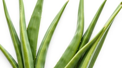 Fototapeta premium Aloe vera green leaves on white background, calming effects, medicinal plant, nature-inspired photography