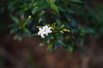 Foliage with small white flowers exposed to sunlight on a blurry brown soil background