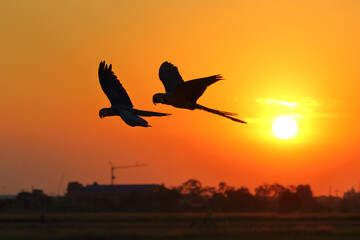 Beautiful Macaw parrots flying in the sky during sunset. Free flying bird