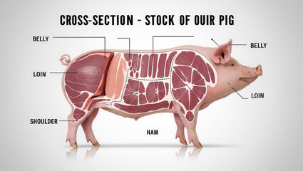 Understanding pig anatomy cross-section of pork cuts educational graphic culinary insights