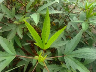 Rosella or Hibiscus sabdariffa. A plant that has fingered leaves, blunt ends and jagged edges. Selective focus.