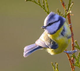 Obraz premium bird on a branch