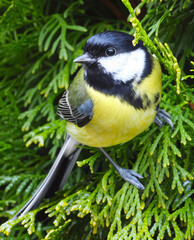 The great tit is sitting on a branch of a bush.