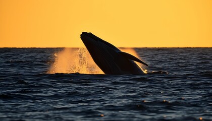 Fototapeta premium Majestic Whale Breaching at Golden Hour