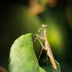 The Eastern Tree-running Mantis also called Ciulfina biseriata is a small, slender mantis species native to eastern Australia.