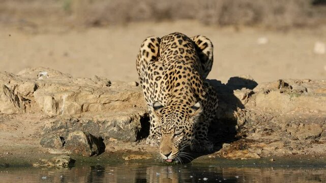 An alert leopard (Panthera pardus) drinking water, Kalahari desert, South Africa