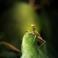 The Eastern Tree-running Mantis also called Ciulfina biseriata is a small, slender mantis species native to eastern Australia.