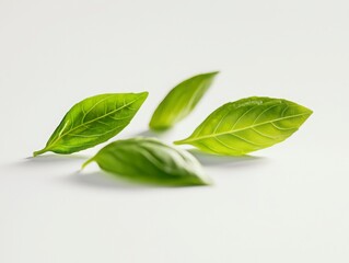 Obraz premium Fresh Green Basil Leaves Isolated on White Background for Cooking
