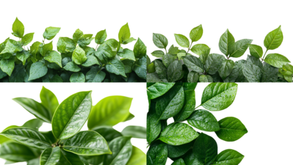 Vibrant Green Leaves Collage: A captivating collage featuring four lush green foliage arrangements in various configurations.