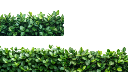 Green Bush Border: Two lush green bushes, meticulously trimmed, create a natural border against a clean, pristine background. Perfect for adding a touch of nature to your designs.