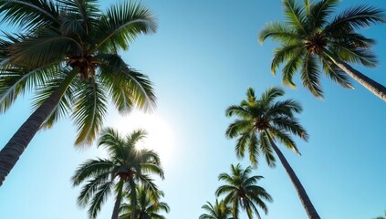Low angle view of palm trees against sky, sky background, Palm background
