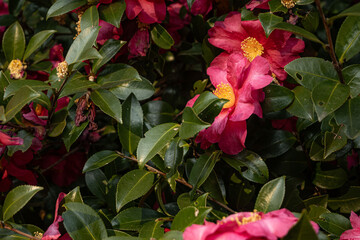 Flower background, blooming Camellia blossoms at daytime in winter outdoor in a park in Tokyo city in Japan.