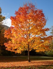 Naklejka premium autumn trees in the park, maple, grass, orange, colorful, red, beautiful, color, 