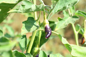 Fresh long purple brinjal (eggplant) hanging on the plant, brinjal in the vegetable field waiting to be picked for consumption. brinjal hanging on the brinjal plant. Fresh vegetable, healthy vegetable