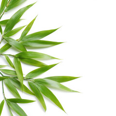 Fototapeta premium Lush bamboo leaves with vibrant green color on a white background for nature and tranquility concept