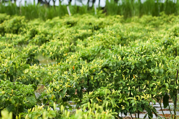 Photo of a cayenne pepper plant that grows at dawn and bears heavy fruit.